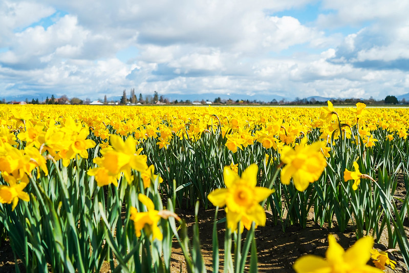 Birds And Blooms In Skagit Valley - Lively By Laura